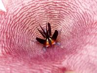 Thumbnail of 1783_Stapelia grandis_20121103-01(1).JPG